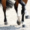 Reitboden Trab Rau 8ce93abd 1920w Reitboden Trab Rau 8ce93abd 1920w