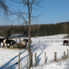 Winterpaddock4 1920w Winterpaddock4 1920w